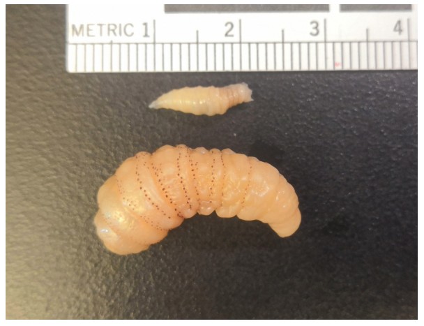 New World screwworm larva on top compared to bot fly larva on bottom.